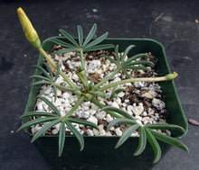 Load image into Gallery viewer, Oxalis namaquana