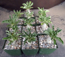 Load image into Gallery viewer, Pachypodium lealii v. saundersii 'compactum'