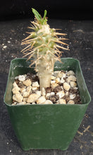 Load image into Gallery viewer, Pachypodium ambongense