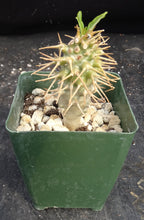Load image into Gallery viewer, Pachypodium ambongense