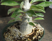 Load image into Gallery viewer, Pachypodium lealii v. saundersii *Large Plant*