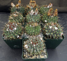 Load image into Gallery viewer, Parodia buiningii