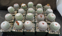 Load image into Gallery viewer, Parodia scopa var. scopa