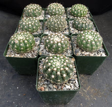 Load image into Gallery viewer, Parodia werneri