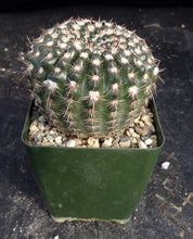 Load image into Gallery viewer, Parodia ritteriana