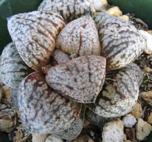 Load image into Gallery viewer, Haworthia 'Pearl and Silver'