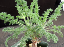 Load image into Gallery viewer, Pelargonium hirtum *soft feathery leaves*