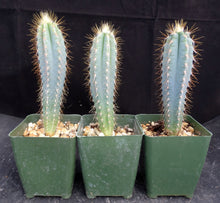 Load image into Gallery viewer, Pilosocereus pachycladus