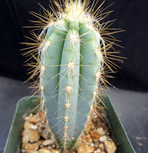 Load image into Gallery viewer, Pilosocereus pachycladus