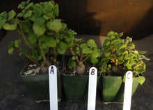 Load image into Gallery viewer, Plectranthus ernstii