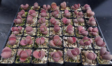 Load image into Gallery viewer, Pleiospilos nelii 'Royal Flush'