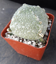 Load image into Gallery viewer, Pseudolithos harardheranus