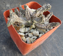 Load image into Gallery viewer, Pseudolithos mccoyi