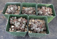 Load image into Gallery viewer, Puna bonnieae
