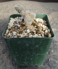 Load image into Gallery viewer, Puna clavarioides