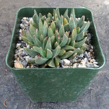 Load image into Gallery viewer, Rabiea difformis *Cold Hardy Mesemb*