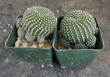 Load image into Gallery viewer, Rebutia krainziana