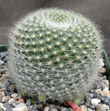 Load image into Gallery viewer, Rebutia narvaecensis *Clumping Plants*