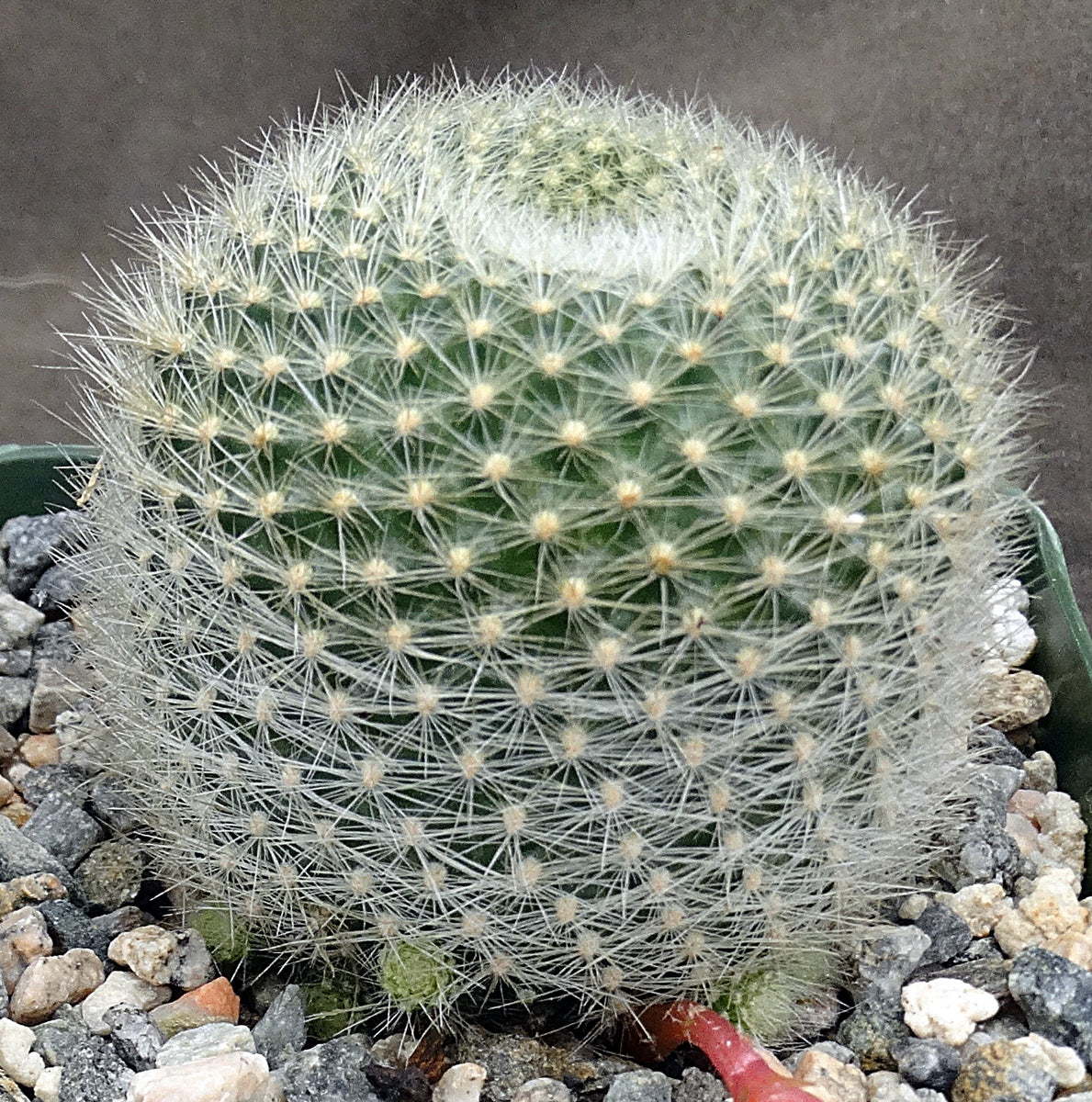 Rebutia narvaecensis *Clumping Plants* – Kyle's Plants