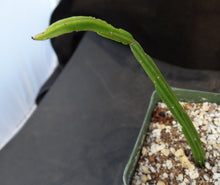 Load image into Gallery viewer, Rhipsalis pentaptera