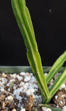 Load image into Gallery viewer, Rhipsalis pentaptera