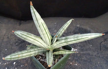 Load image into Gallery viewer, Sansevieria x 'Fat Man' *Beautiful Stripes!* (Dracaena)