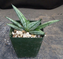 Load image into Gallery viewer, Sansevieria x 'Rookie' *Beautiful Stripes!* (Dracaena)