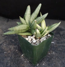 Load image into Gallery viewer, Sansevieria Thai Hybrid A (Dracaena)