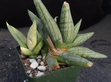 Load image into Gallery viewer, Sansevieria Thai Hybrid A (Dracaena)
