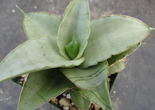 Load image into Gallery viewer, Sansevieria Thai Hybrid (Dracaena)