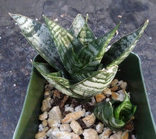 Load image into Gallery viewer, Sansevieria Thai Hybrid B (Dracaena)
