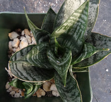 Load image into Gallery viewer, Sansevieria Thai Hybrid B (Dracaena)
