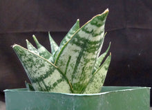 Load image into Gallery viewer, Sansevieria Thai Hybrid B (Dracaena)