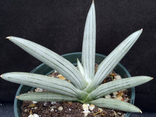 Load image into Gallery viewer, Sansevieria x 'Ice Man' *Beautiful Stripes!* (Dracaena)