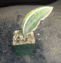 Load image into Gallery viewer, Sansevieria masoniana *variegated*