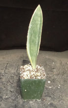 Load image into Gallery viewer, Sansevieria masoniana *variegated*