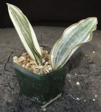 Load image into Gallery viewer, Sansevieria masoniana *variegated*