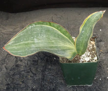 Load image into Gallery viewer, Sansevieria masoniana *variegated*