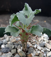 Load image into Gallery viewer, Sarcocaulon crassicaule