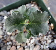 Load image into Gallery viewer, Sarcocaulon crassicaule