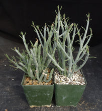 Load image into Gallery viewer, Senecio descoingsii