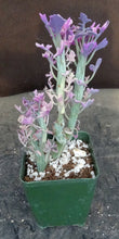 Load image into Gallery viewer, Senecio aristata 'variegata'