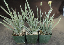 Load image into Gallery viewer, Senecio descoingsii