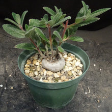 Load image into Gallery viewer, Sinningia tubiflora *larger*