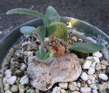 Load image into Gallery viewer, Sinningia tubiflora