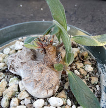 Load image into Gallery viewer, Sinningia tubiflora