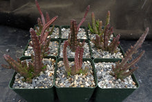 Load image into Gallery viewer, Stapelia paniculata v. scitula