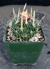 Load image into Gallery viewer, Stenocactus phyllacanthus v. violaciflorus *Wavy Ribs*