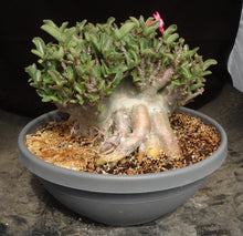 Load image into Gallery viewer, Adenium 'Thai Socotranum' Stilt Root
