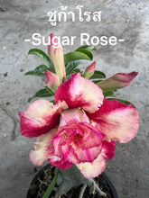Load image into Gallery viewer, Adenium 'Sugar Rose' Grafted Hybrid